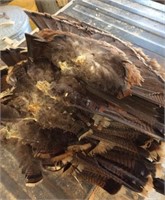 11 Turkey Tail Feathers
