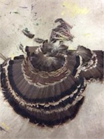 19 Turkey Tail Feathers