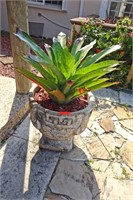 24" Concrete Planters with Large Bromeliads (2 Pc)