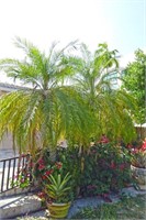 Roebelinii Palm Trees