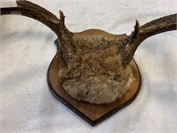 Mule Deer Horns with plaque