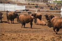 Bison Auction - Rudy "Buffalo Butch" Stanko, Gordon, NE