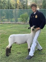 Chico Jr Livestock Auction (Due to Silver Dollar Fair Cancel