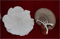 Lot of Large Décor Seashells