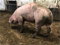 Fat Hog Auction