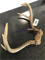 Deer antler -approx 12" across