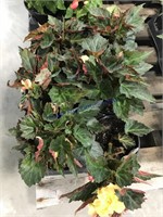 6- Begonia -portofino citrix