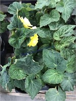 6-Begonia nonstop yellow