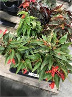 6-Begonia Bossa Nova red