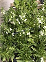 15- white flowers