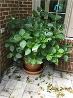 Large potted hydrangea