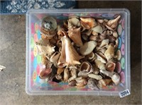 Shell collection