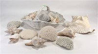 Sea shell collection