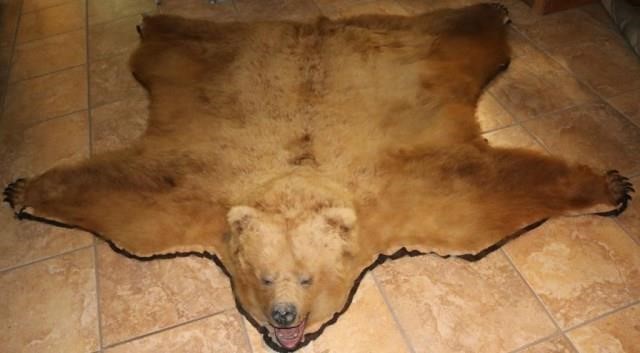 Grizzly Bear Skin Rug W Stand, How Much Is A Real Bear Skin Rug Worth