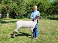 Lance Uthlaut - Market Sheep
