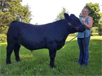 Heather Stille - Market Steer