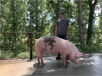 Garrett Weekley - Market Hog