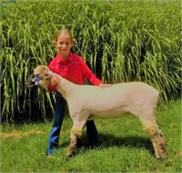 Lorena Uthlaut - Market Sheep
