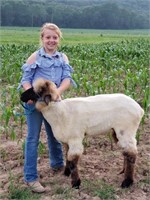 Katie Boedges - Market Sheep