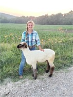 Allison Boedges - Market Sheep