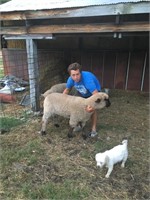 Brody Payne - Market Sheep
