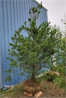 White Pine. Approx 10' tall. Tall growing, over