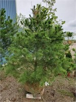 White Pine. Approx 8' tall. Tall growing, over