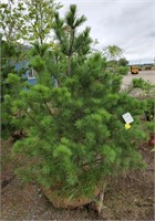 White Pine. Approx 7' tall. Tall growing, over