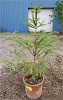 White Spruce. Approx 3' tall