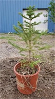 White Spruce. Approx 2' tall
