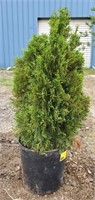 Emeral Green Arborvitae. Approx 3' tall