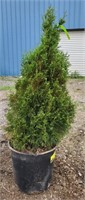 Emeral green Arborvitae. Approx 3' tall