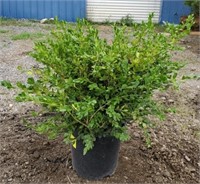 Boxwood. Approx 2' tall