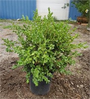 Boxwood. Approx 2' tall
