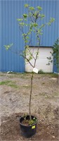White Flowering Crabapple. Approx 8' tall