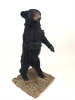 Standing Full Bodied Black Bear Cub