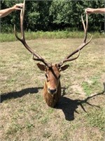 Bull Elk Taxidermy Mount