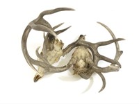 Locked Pair of Whitetail Buck Antlers