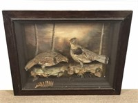 Pair of Ruffled Grouse in Shadow Box
