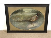 Ring Neck Pheasant Taxidermy Mount
