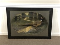 Ring Neck Pheasant Taxidermy Mount