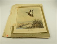 (2) copies of “The Scout” matted lithograph of