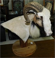 Domestic Goat Taxidermy Mount