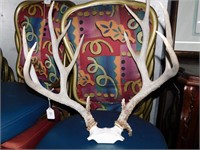 Pair Of Deer Antlers