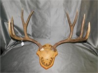 Large Mule Deer Antlers On Mount