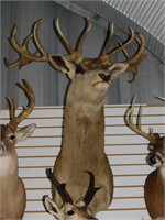 Professional Taxidermy Red Deer Mount