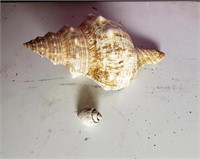 Medium sized seashell