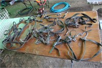 Show cattle harness's