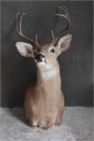 8 Point Buck Mount Deer