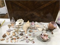 Seashell Collection